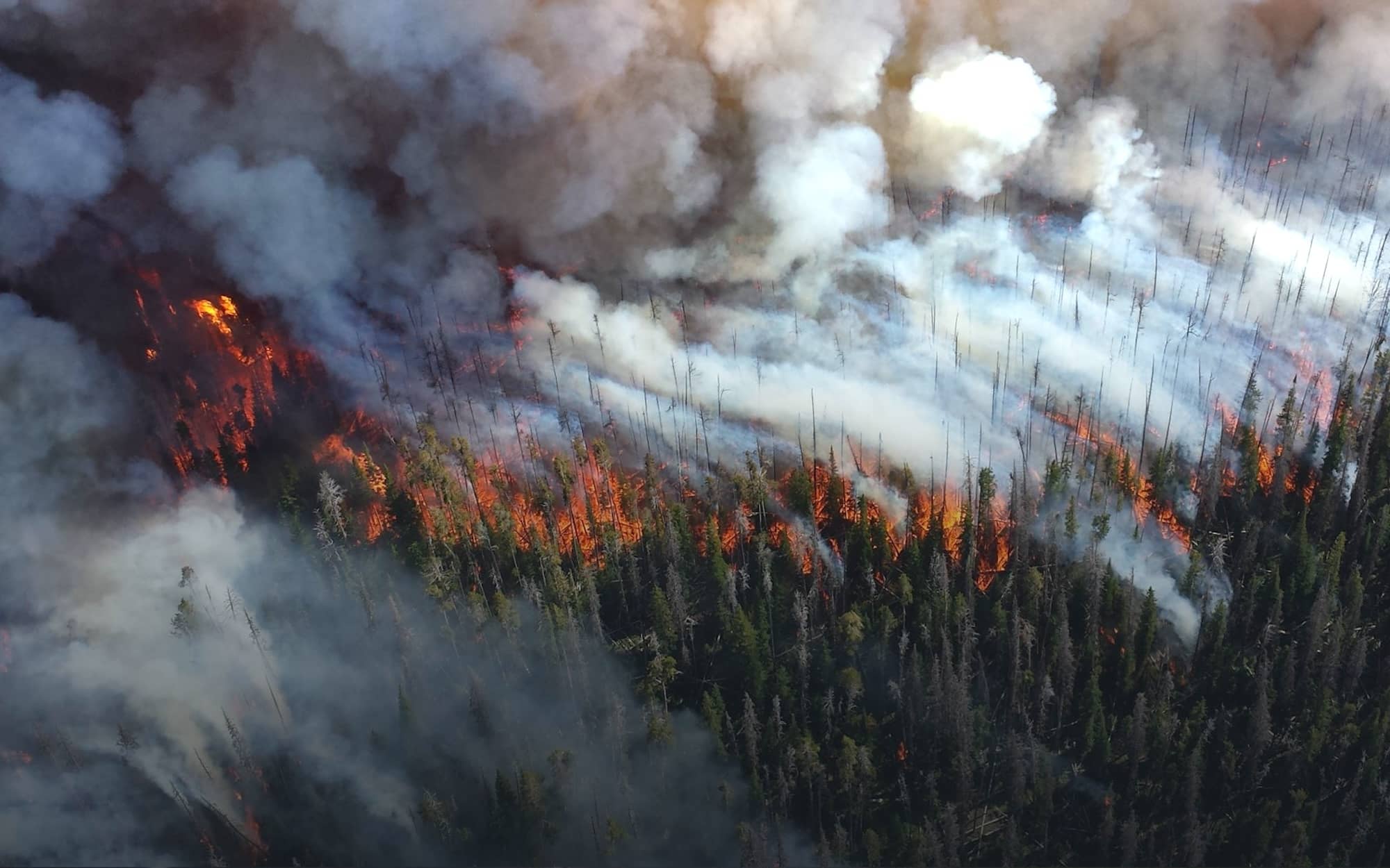 A wildfire spreading in an evergreen forest.