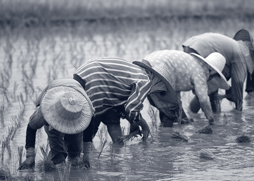 Image of farmers in a rice field