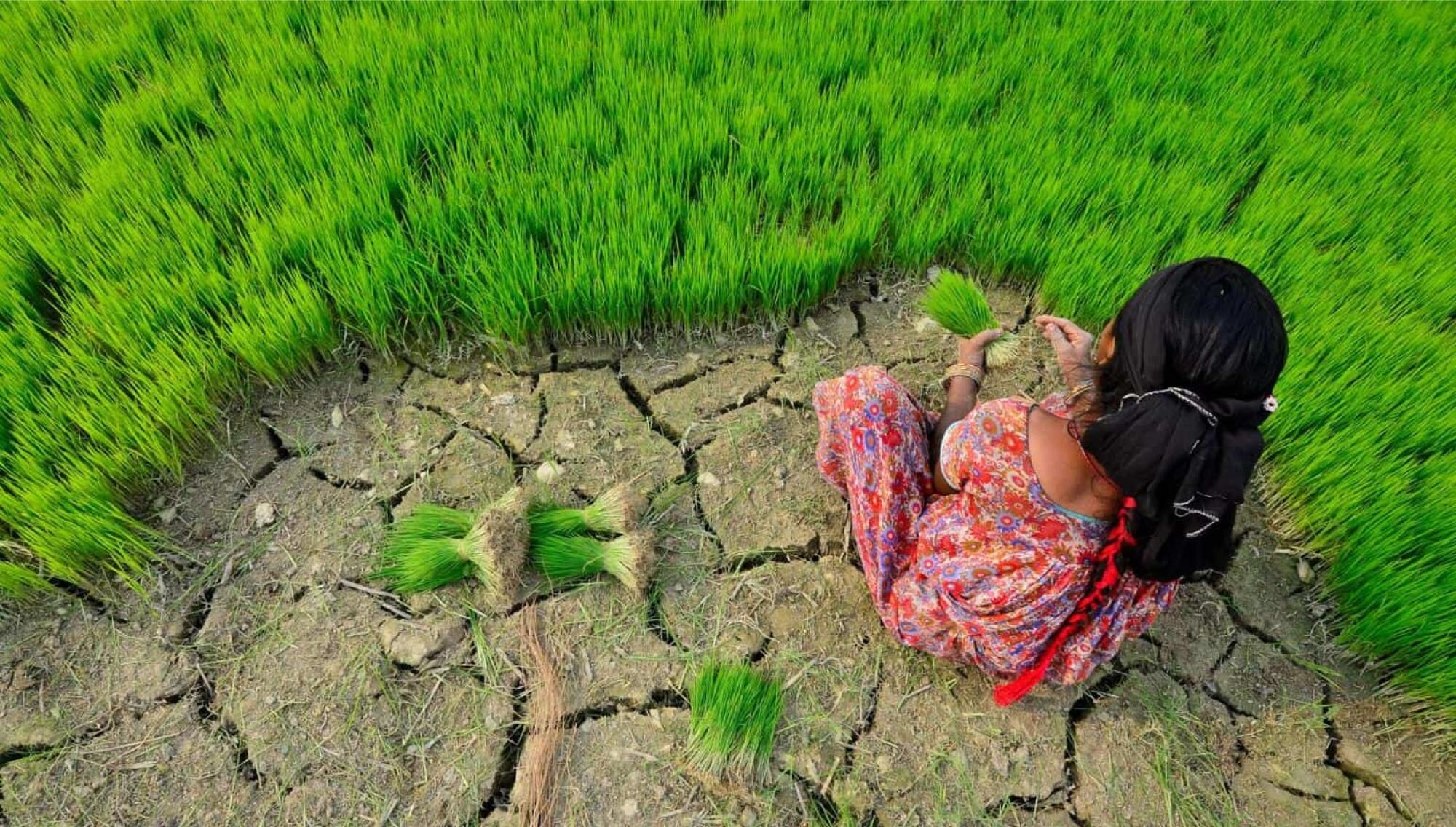 Woman harvesting green onions