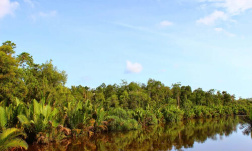 Horizontal landscape image of treeline, water, and blue sky