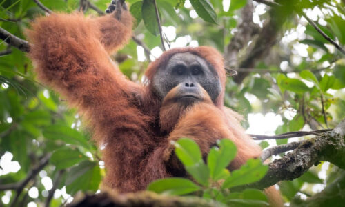 Orangutan in a tree