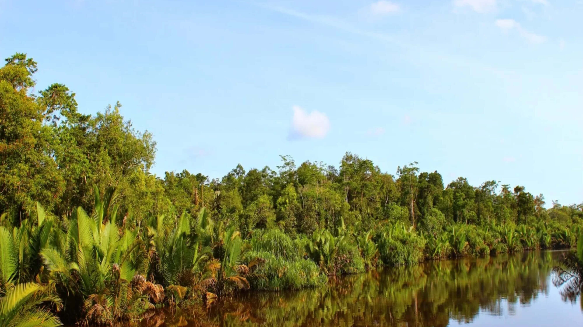 Horizontal landscape image of treeline, water, and blue sky